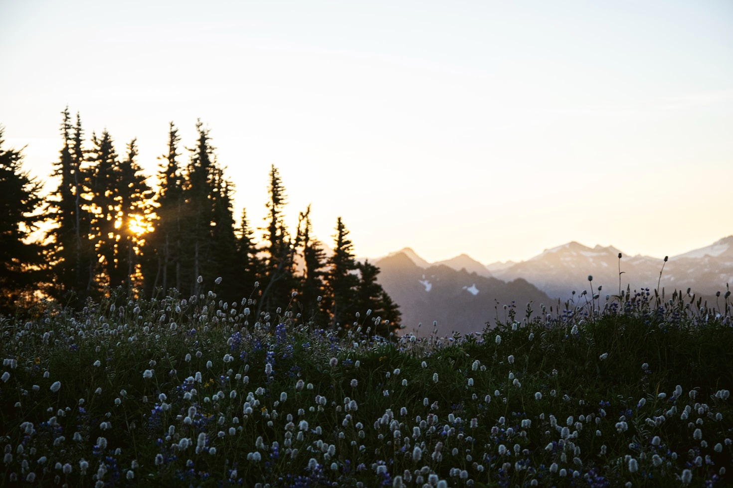 Exploring the Cyber-Woodland Aesthetic in Design